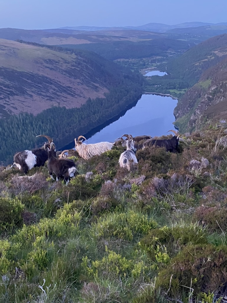 gateway travel ireland